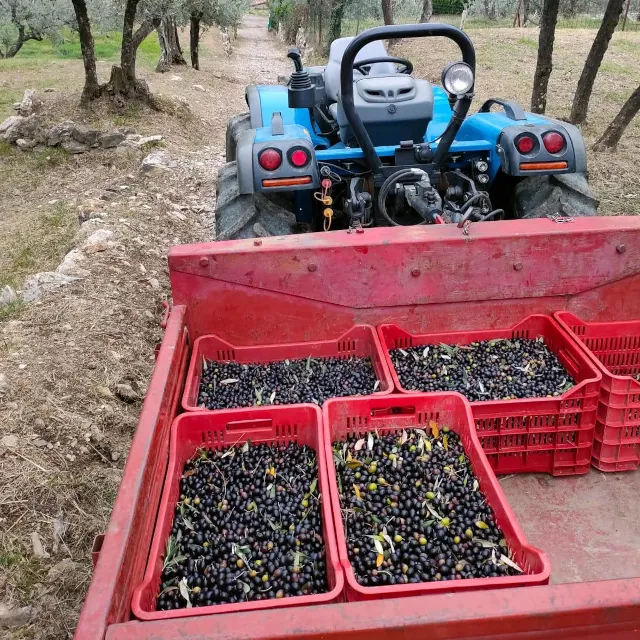 azienda-laffi-olive-oil-05