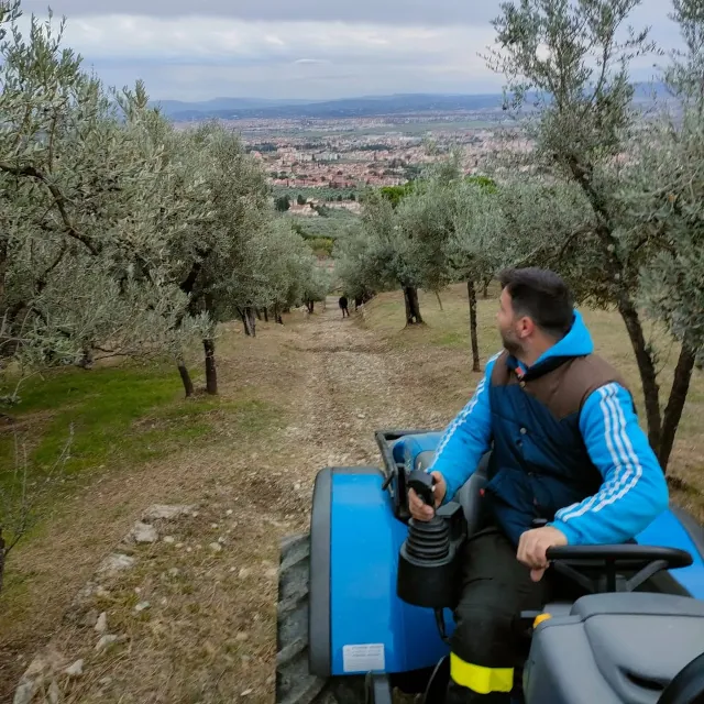 azienda-laffi-olive-oil-06