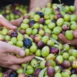 leccino-olive