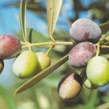 maurino-olive