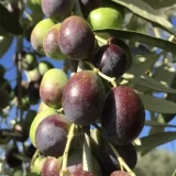 moraiolo-olive