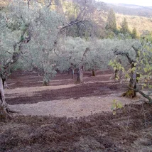 olive-oil-azienda-laffi-5