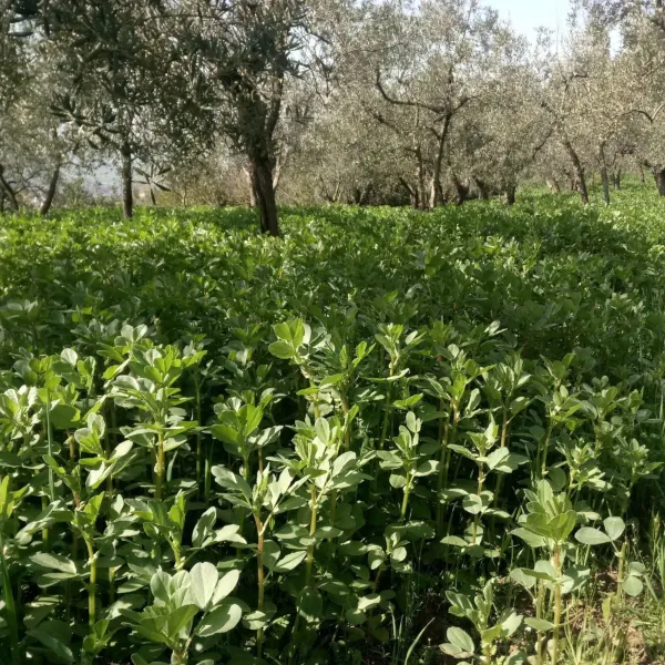 Olive oil by Azienda Laffi - grown using sovescio or green manuring technique
