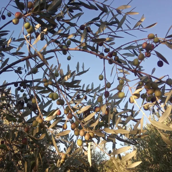 olive-oil-azienda-laffi-3