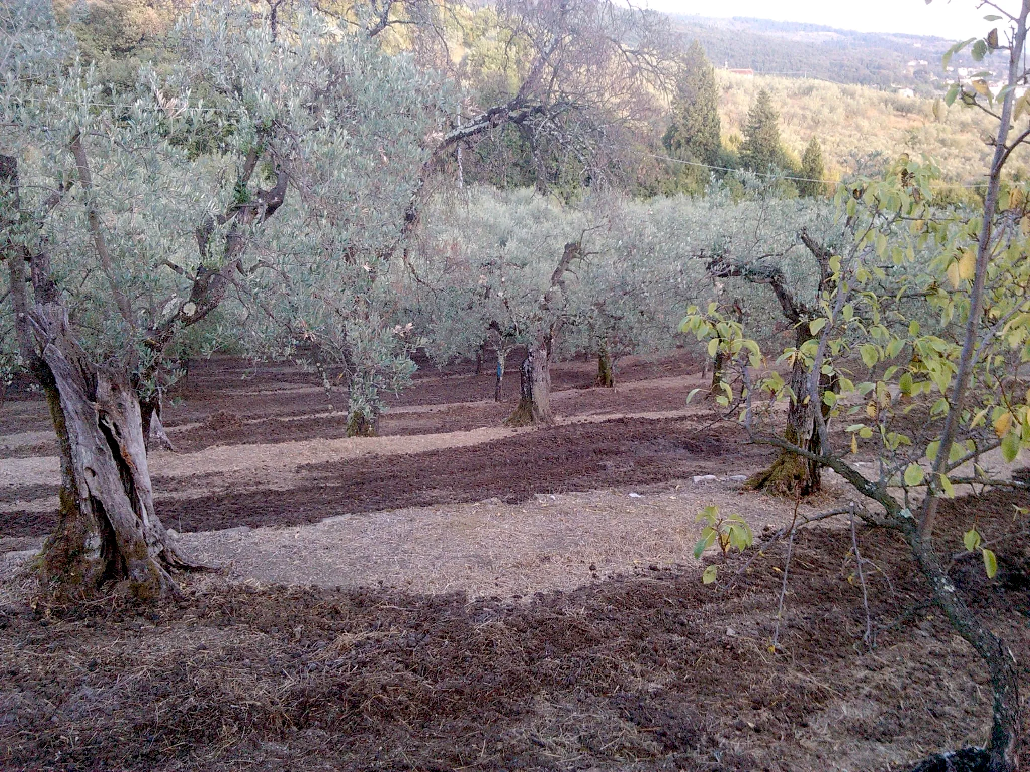 olive-oil-azienda-laffi-5